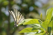 Le Flamb (Lpidoptre - Papilionidae - Iphiclides podalirius)